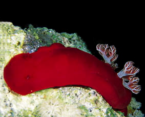  Hexabranchus sanquineus (Spanish Dancer)